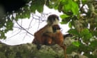 Lost and found: how a jungle trek led to first photo of fearless, fluffy-cheeked monkey