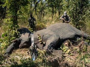 Uma equipe do Parque Nacional de Upemba instala uma coleira com GPS em um elefante tranquilizado. Cobrindo uma área extensa de quase 12.751 quilômetros quadrados no sudeste da República Democrática do Congo (RDC), o Parque Nacional de Upemba é um dos parques nacionais mais antigos da África e abriga muitas espécies vulneráveis, incluindo os elefantes-da-savana, criticamente ameaçados de extinção. Crises recentes na RDC agravaram as dificuldades que os guardas florestais do parque enfrentam para proteger a manada de cerca de 200 elefantes, que enfrentam ameaças multifacetadas de militantes e caçadores ilegais.