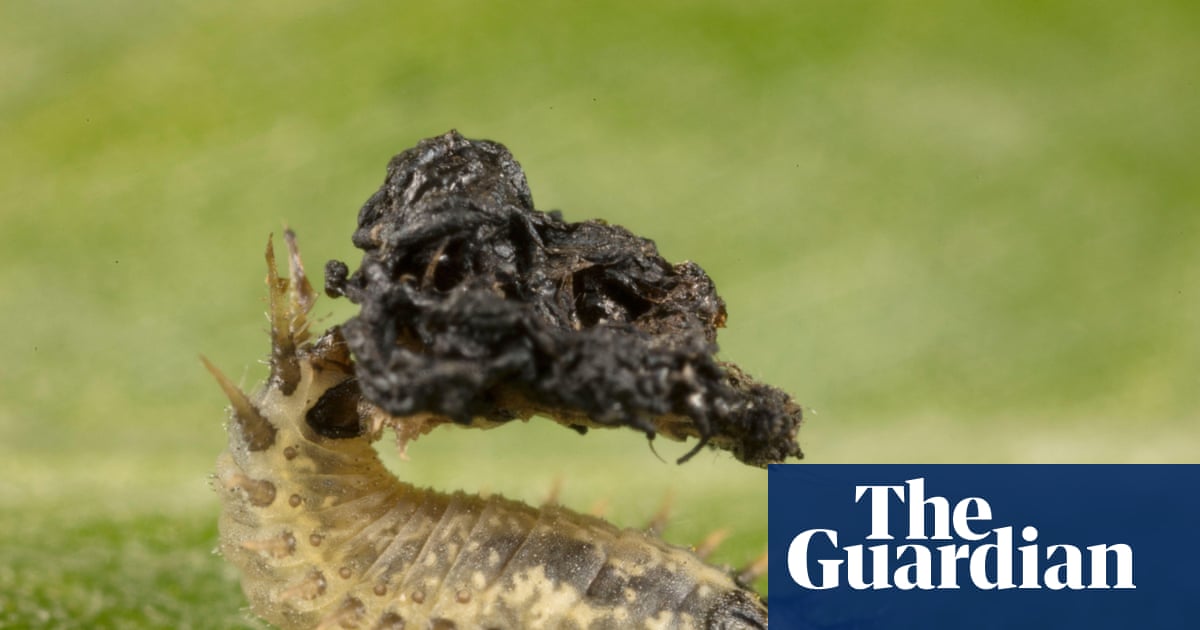 Country diary: A beetle with a prehensile anus? Thanks to local wildlife recorders, I know one lives here | Gwyneth Lewis