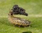 Volunteer recorders vital for uncovering Ceredigion's rich insect life, including a beetle with a prehensile anus