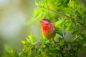A rose finch is seen in Bolu, Turkey. Bolu stands out as one of Turkiye’s most prominent cities in terms of wildlife with its rich forests, lush green meadows and water resources