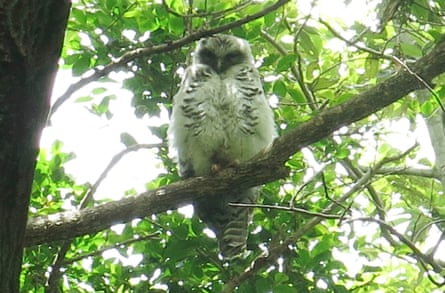 Powerful owlet in a tree in Sydney.