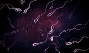 The concentration of sperm in the ejaculate of men in western countries has fallen by an average of 1.4% a year, leading to an overall drop of just over 52%, say researchers.