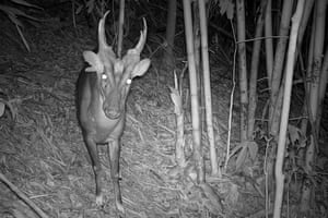 Uma imagem de uma armadilha fotográfica de um muntjac gigante no Parque Nacional Virachey, no Camboja, é outra espécie ameaçada de extinção nunca antes registrada no país