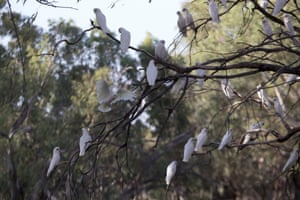Huge flocks of noisy western corellas perch in the trees that line the Darling river in Bourke.