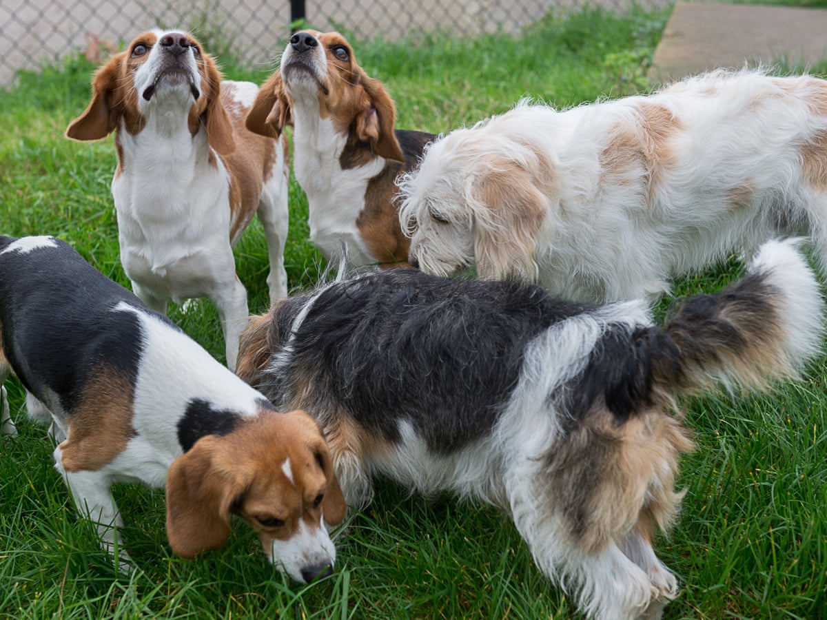 Beagles Bred With Muscular Dystrophy Offer Hope Of A Human Cure