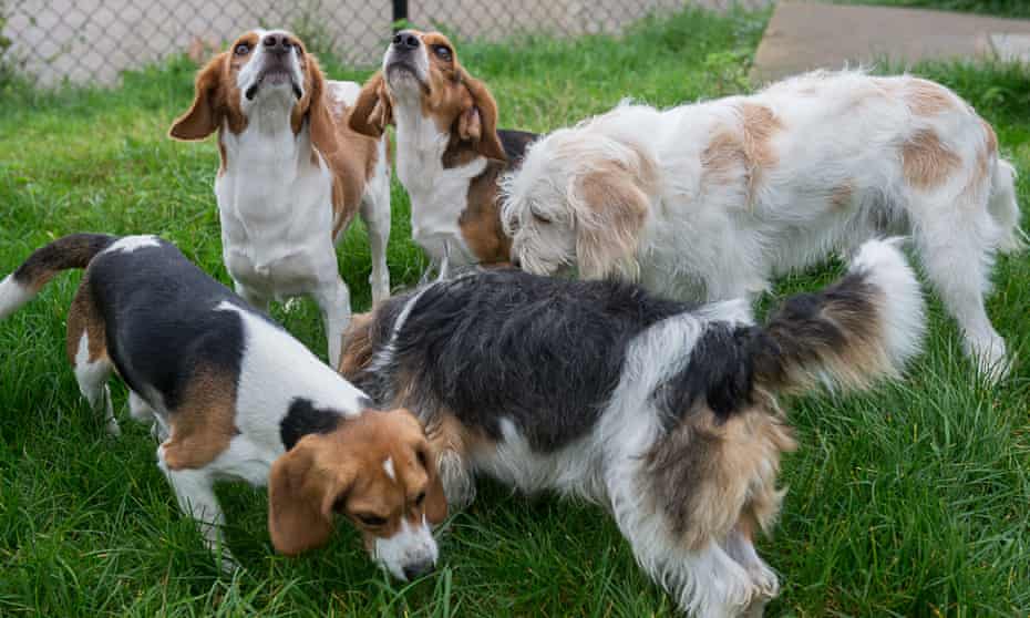 The specially bred beagles at the Royal Veterinary College.