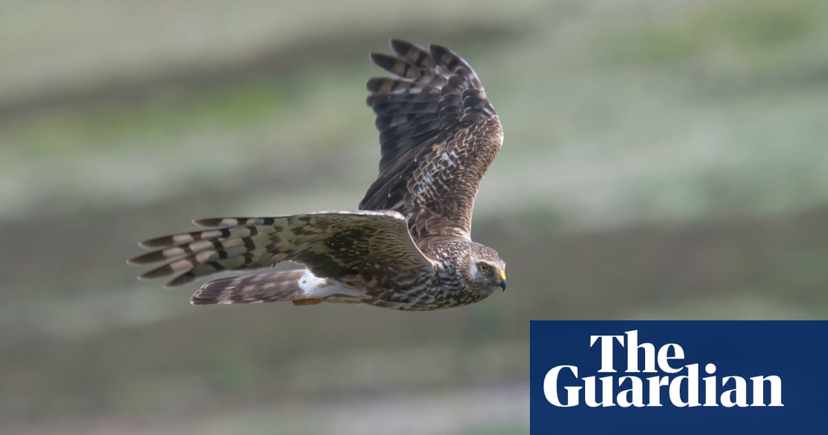 peak-district-deal-to-protect-birds-of-prey-ends-as-illegal-killing-continues
