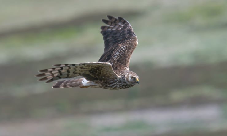 More hen harriers killed in UK during 2023 than in any other year, RSPB says More hen harriers killed in UK during 2023 than in any other year, RSPB says
