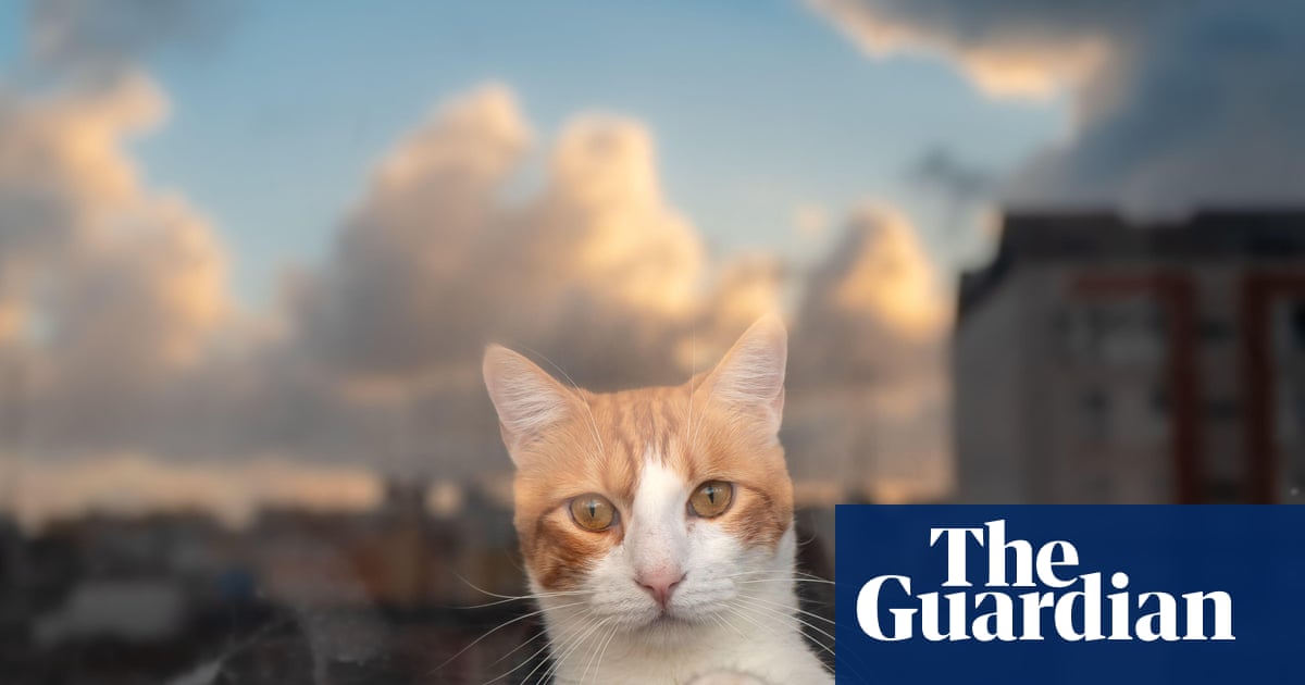 Tim Dowling: the cat has plenty to say. But why should I listen?
