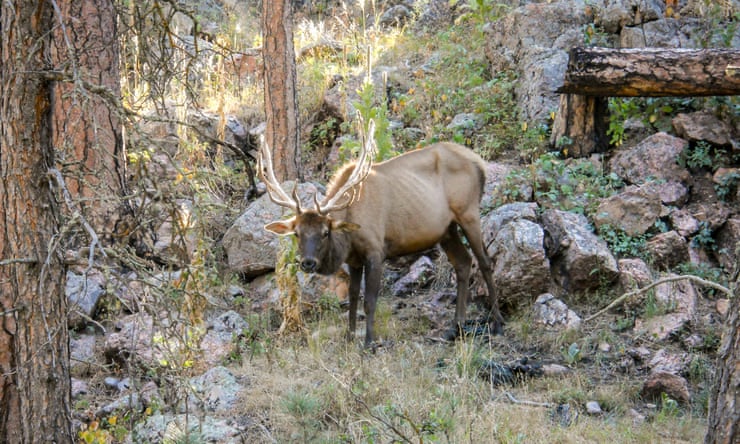 ‘Don’t call it zombie deer disease’: scientists warn of ‘global crisis’ as infections spread across the US ‘Don’t call it zombie deer disease’: scientists warn of ‘global crisis’ as infections spread across the US