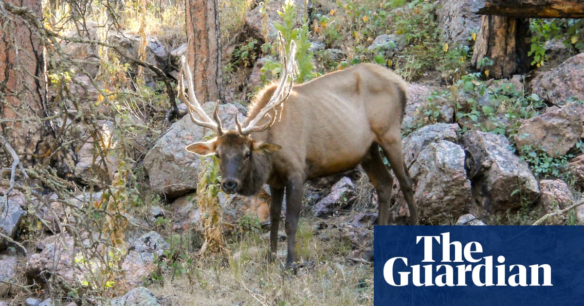 ‘Don’t call it zombie deer disease’: scientists warn of ‘global crisis’ as infections spread across the US | Global development ‘Don’t call it zombie deer disease’: scientists warn of ‘global crisis’ as infections spread across the US | Global development