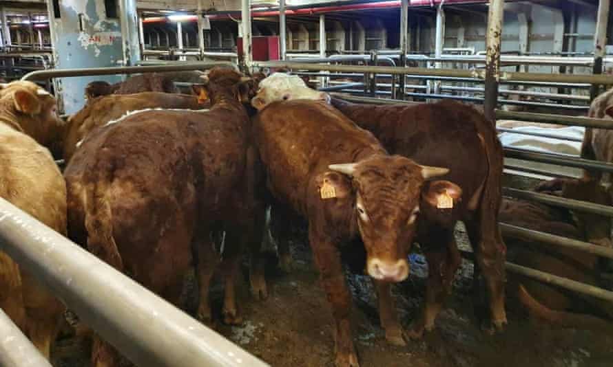 Cattle