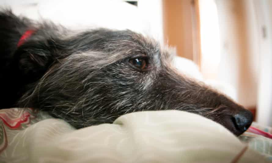 An older dog laying down