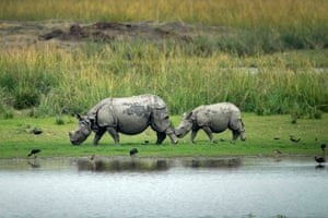 Um rinoceronte de um chifre e seu filhote pastam no santuário de vida selvagem de Pobitora, nos arredores de Guwahati, Índia