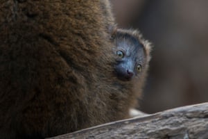 Collared lemur babies hide in the thick fur of their mothers