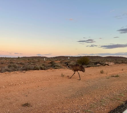 Emu beside a road in the outback