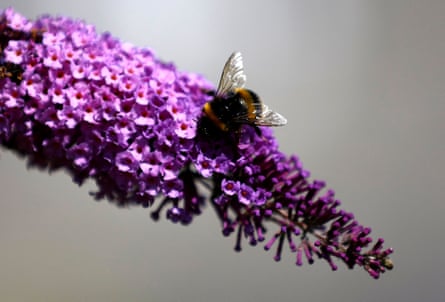 A bee sits on a buddleia plant