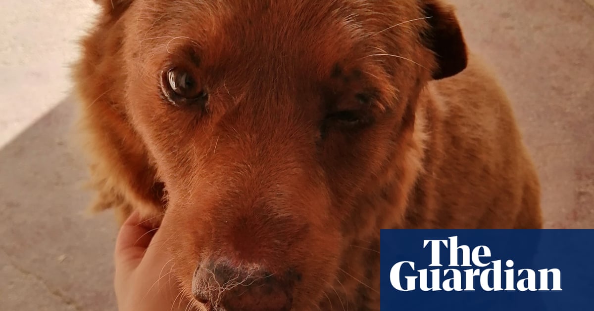 Portuguese pooch crowned worlds oldest dog