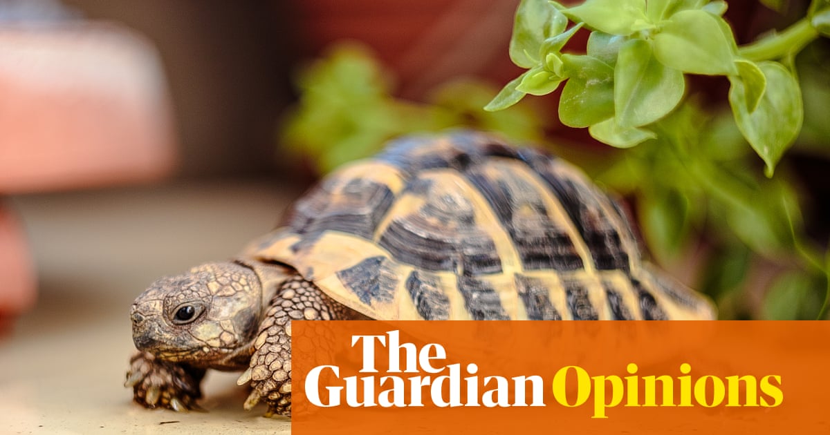 I long to have a stay-at-home son. Thankfully, there's a little guy who will never leave me | Emma Beddington