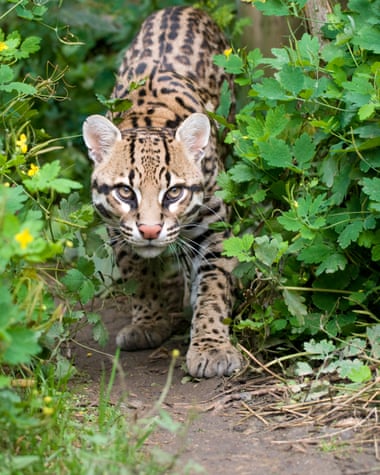 A shy ocelot prowling in the undergrowth. Pictured at the Santago rare leopard breeding centre.