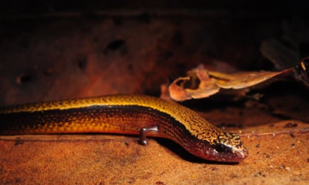 Very, very unusual': Australian skink lays eggs, then gives birth to live  baby | Reptiles | The Guardian