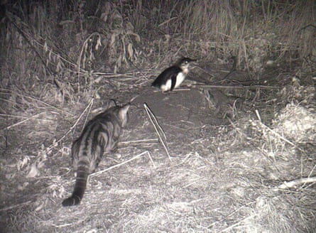 A cat stalks a little penguin on Kangaroo Island