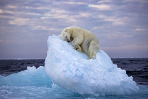 Ice Bed, de Nima Sarikhani, Reino Unido, de um urso polar no arquipélago norueguês de Svalbard, que foi eleito vencedor do prêmio People's Choice Award de Fotógrafo de Vida Selvagem do Ano.