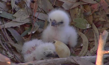 ‘The small one seems to be holding its own’: white-bellied sea eagle chicks