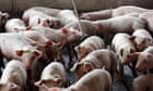 The North Carolina hog industry's answer to pollution: a $500m pipeline project