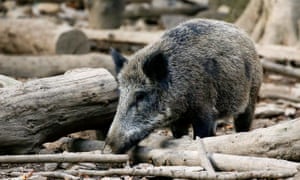 A wild boar in woods near Saint-Hubert, Belgium. Recent ASF outbreaks in the country's wild boar population are now under control.