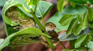 A common tailorbird (Orthotomus sutorius) making a nest by ‘sewing’ lemon leaves in Tehatta, India