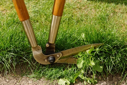 Close-up of a pair of shears trimming the edge of a garden