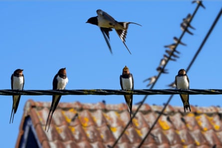 Barn swallows sitting on power line