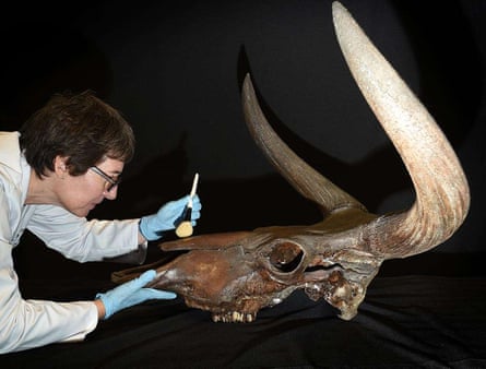 A scientist looks at an animal skull. 