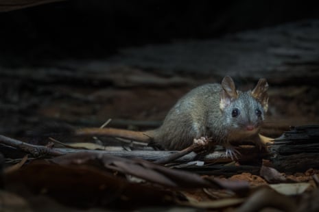 A red-tailed phascogales