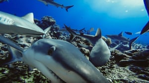 Grey reef sharks captured by a baited remote underwater video system in French Polynesia