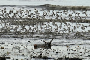 Flocks of birds fly over waves, with debris visible in the waters nearest the camera
