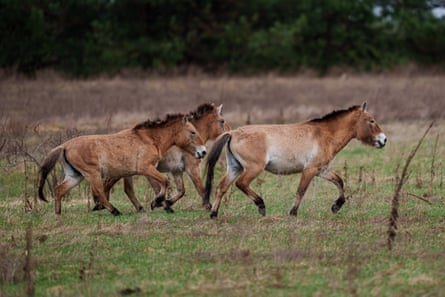 Wild Przewalski horses graze in a forest inside the Chornobyl exclusion zone, Ukraine.