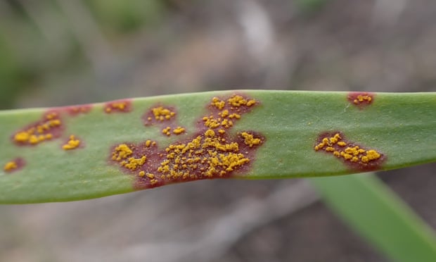 Myrtle rust, an invasive fungus, has spread to Western Australia’s east Kimberley, prompting concerns of plant extinctions.