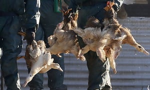 The operation is part of mass cull of poultry in France, which has reported 95 outbreaks of the H5N8 bird flu virus.