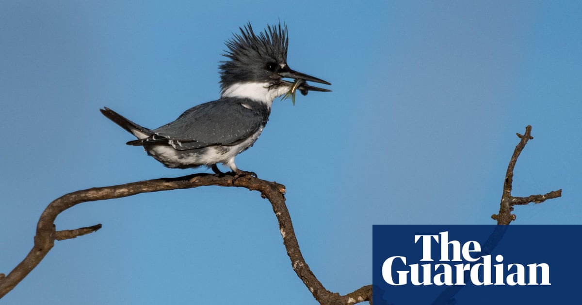 Rare kingfisher sighting in Preston draws thousands