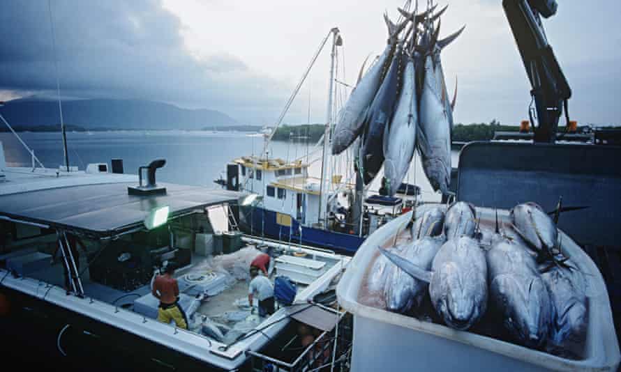 Tuna fish in container on fishing boat, dawn, Cairns, Australia