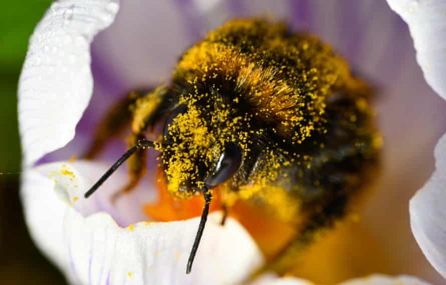 A bee on a crocus in Roundhay park in Leeds on 28 February.