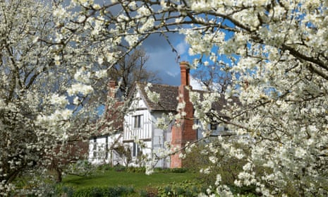 Damson blossom at the National Trust’s Brockhampton Estate