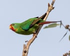 The swift parrot’s distinctive call was recorded dozens of times in a patch of Tasmanian forest. Then the forest was logged