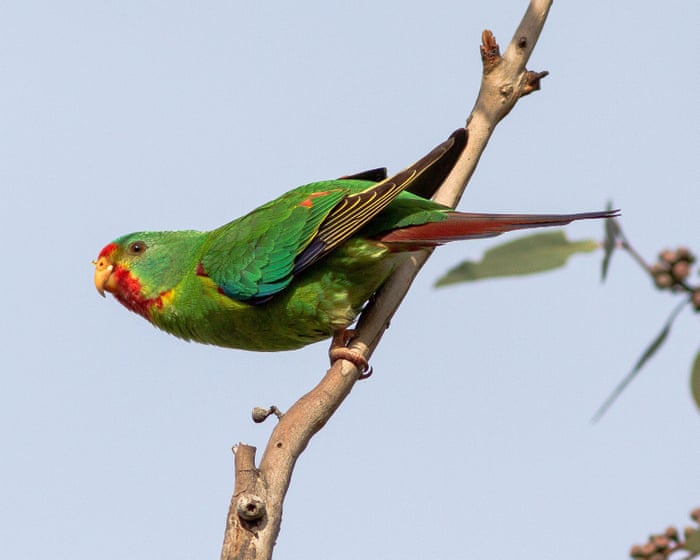 The swift parrot’s distinctive call was recorded dozens of times in a patch of Tasmanian forest. Then the forest was logged