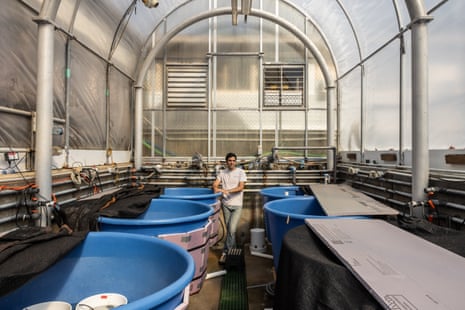 A young man stands between huge plastic tubs in a greenhouse-like building