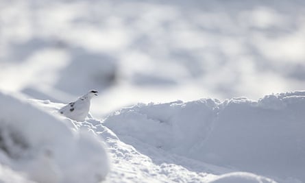 Winter plumaged ptarmigan in snow