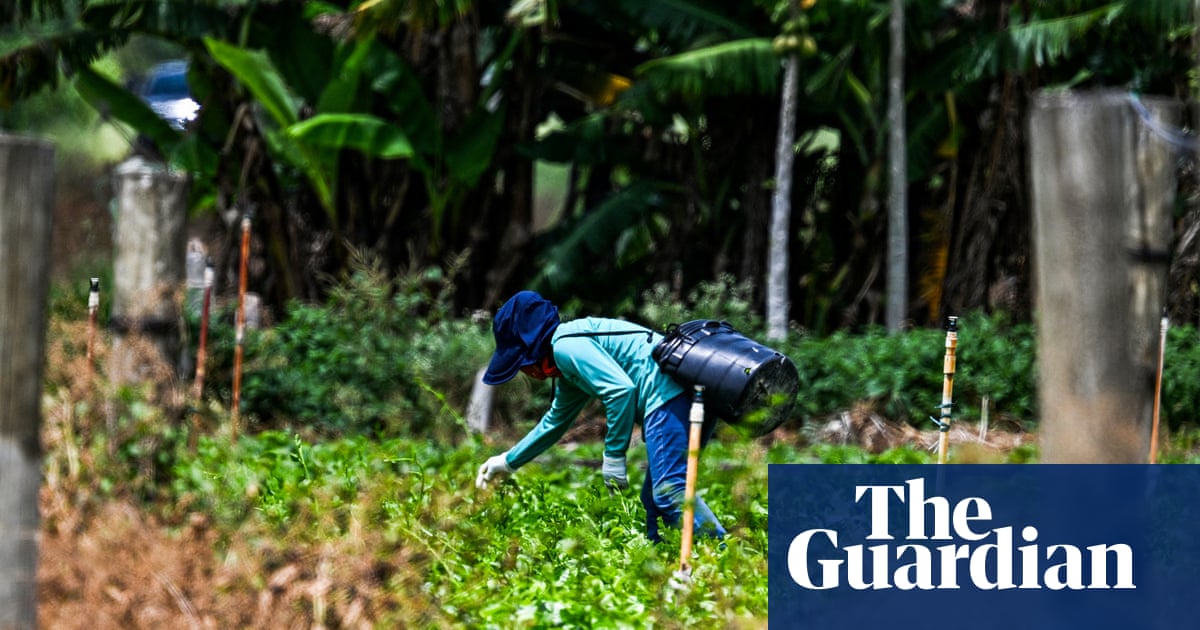 How US immigration raids hurt summer pleasures, from berries to barbecues | US immigration How US immigration raids hurt summer pleasures, from berries to barbecues | US immigration